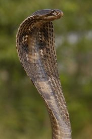 Pete Oxford - Spectacled Cobra with hood flared in defense posture, Gujarat, India