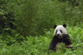 Pete Oxford - Giant Panda near bamboo grove, Wolong Reserve, Sichuan Province