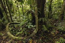 Pete Oxford - Vines in tropical rainforest understory, Yasuni National Park, Amazonia, Ecuador