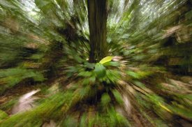 Pete Oxford - Primary rainforest, western slope of Andes Mountains, Ecuador