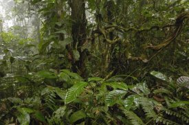 Pete Oxford - Primary rainforest, western slope of Andes Mountains, Ecuador