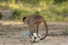Pete Oxford - White-fronted Capuchin with soccer ball, Amazon Rainforest, Ecuador