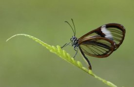 Pete Oxford - Nymphalid Butterfly, Andes Mountains, Mindo Cloud Forest, Ecuador