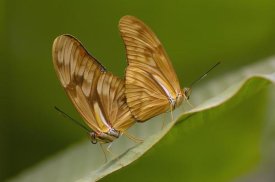 Pete Oxford - Julia Butterfly pair mating, Mindo Butterfly Farm, Cloud Forest, Ecuador