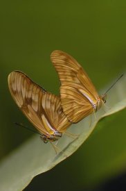 Pete Oxford - Julia Butterfly pair mating, Mindo Butterfly Farm, Cloud Forest, Ecuador