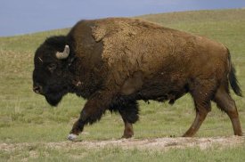 Pete Oxford - American Bison male, Durham Ranch, Wyoming