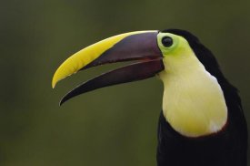 Pete Oxford - Chestnut-mandibled Toucan , Choco Forest, Ecuador