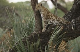 Pete Oxford - Leopard in tree searching for prey, Okavango Delta, Botswana