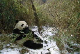 Pete Oxford - Giant Panda eating bamboo, Wolong Valley, China