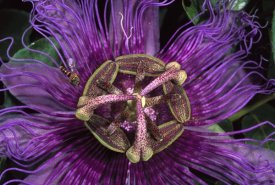 Pete Oxford - Bee on flowering wild Passion Flower , Cerrado habitat, Brazil