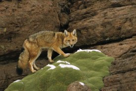 Pete Oxford - Andean Red Fox altiplano, Bolivia