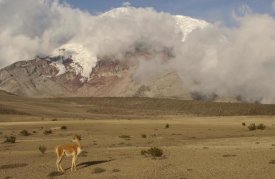 Pete Oxford - Vicuna standing beneath Mt Chimborazo, Andes Mountains, South America
