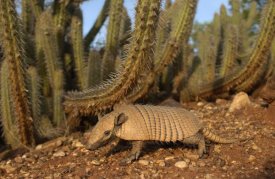 Pete Oxford - Yellow Armadillo walking beneath a cactus, Caatinga habitat, South America