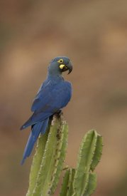 Pete Oxford - Lear's Macaw perching atop a cactus, less than 500 survive in the wild, Brazil