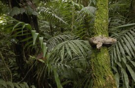 Pete Oxford - Boa Constrictor coiled around a mossy tree trunk in the rainforest, South America