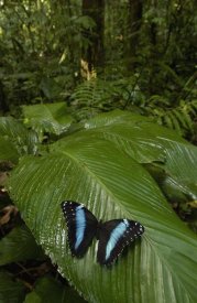 Pete Oxford - Morpho Butterfly butterfly, on a leaf in the rainforest, Ecuador