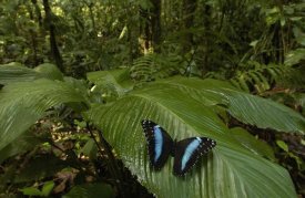 Pete Oxford - Morpho Butterfly butterfly, on a leaf in the rainforest, Ecuador