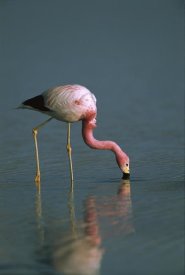 Pete Oxford - Andean Flamingo feeding, Laguna Blanca, Bolivia