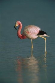 Pete Oxford - Andean Flamingo wading, Laguna Blanca, Bolivia