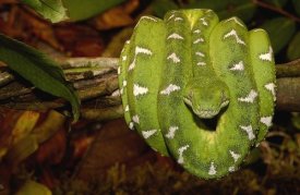 Pete Oxford - Emerald Tree Boa coiled, Amazon, Ecuador