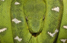 Pete Oxford - Emerald Tree Boa coiled, Amazon, Ecuador
