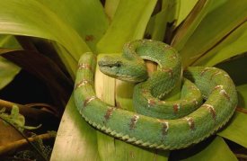Pete Oxford - Eyelash Viper venomous, arboreal, Esmeraldas, Ecuador