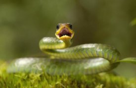 Pete Oxford - Mountain Sipo defensive posture, Mindo cloud forest, Ecuador
