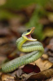 Pete Oxford - Mountain Sipo defensive posture, Mindo cloud forest, Ecuador
