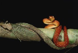 Pete Oxford - Emerald Tree Boa juvenile, Iwokrama Reserve, Guyana