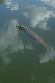 Pete Oxford - Broad-snouted Caiman floating in calm waters, South America