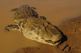 Pete Oxford - Broad-snouted Caiman emerging from swamp, South America