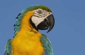 Pete Oxford - Blue and Yellow Macaw portrait,  South America