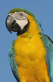 Pete Oxford - Blue and Yellow Macaw portrait,  South America