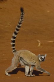Pete Oxford - Ring-tailed Lemur walking, Berenty Reserve, Madagascar