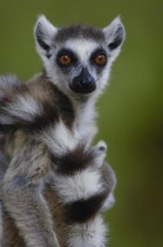 Pete Oxford - Ring-tailed Lemur portrait,  Berenty Reserve,  Madagascar