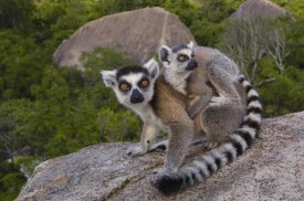 Pete Oxford - Ring-tailed Lemur and young,  Andringitra Mountains,  Madagascar
