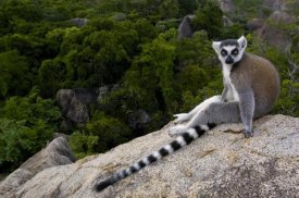 Pete Oxford - Ring-tailed Lemur resting on rocks in the Andringitra Mountains, Madagascar