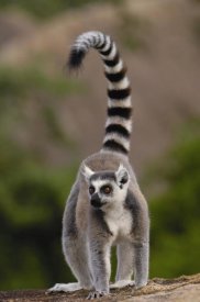 Pete Oxford - Ring-tailed Lemur in the Andringitra Mountains, Madagascar