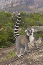 Pete Oxford - Ring-tailed Lemur portrait on rocks in the Andringitra Mountains, Madagascar