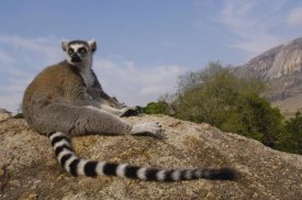 Pete Oxford - Ring-tailed Lemur portrait on rocks in the Andringitra Mountains, Madagascar