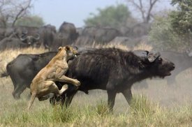 Pete Oxford - African Lion attacking Cape Buffalo , Africa