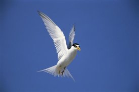 Tom Vezo - Least Tern flying against blue sky, Long Island, New York