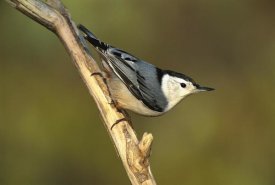 Tom Vezo - White-breasted Nuthatch , Long Island, New York