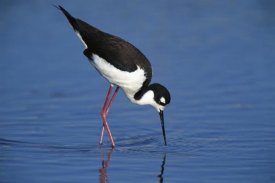 Tom Vezo - Black-necked Stilt foraging for food, California