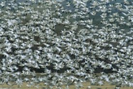 Tom Vezo - Snow Goose flock flying, Bosque del Apache NWR, New Mexico