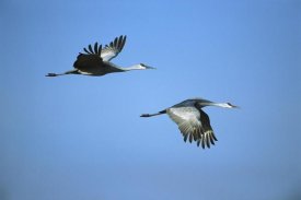 Tom Vezo - Sandhill Crane pair flying, Bosque del Apache NWR, New Mexico