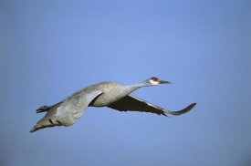 Tom Vezo - Sandhill Crane flying, Bosque del Apache NWR, New Mexico