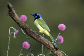 Tom Vezo - Green Jay perching, Rio Grande Valley, Texas