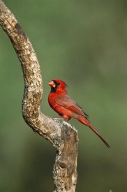 Tom Vezo - Northern Cardinal male perching, Rio Grande Valley, Texas