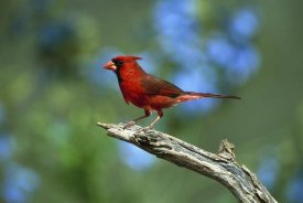 Tom Vezo - Northern Cardinal male perching, Rio Grande Valley, Texas